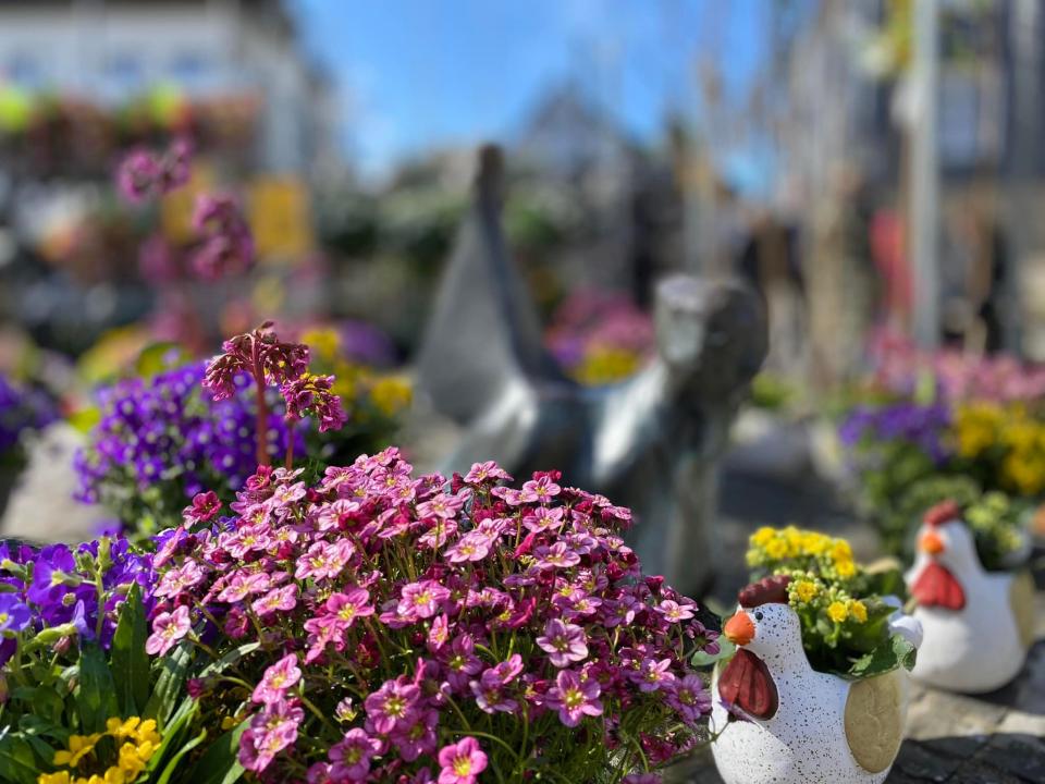  Blumen und Gartenmarkt Herten - Foto 1