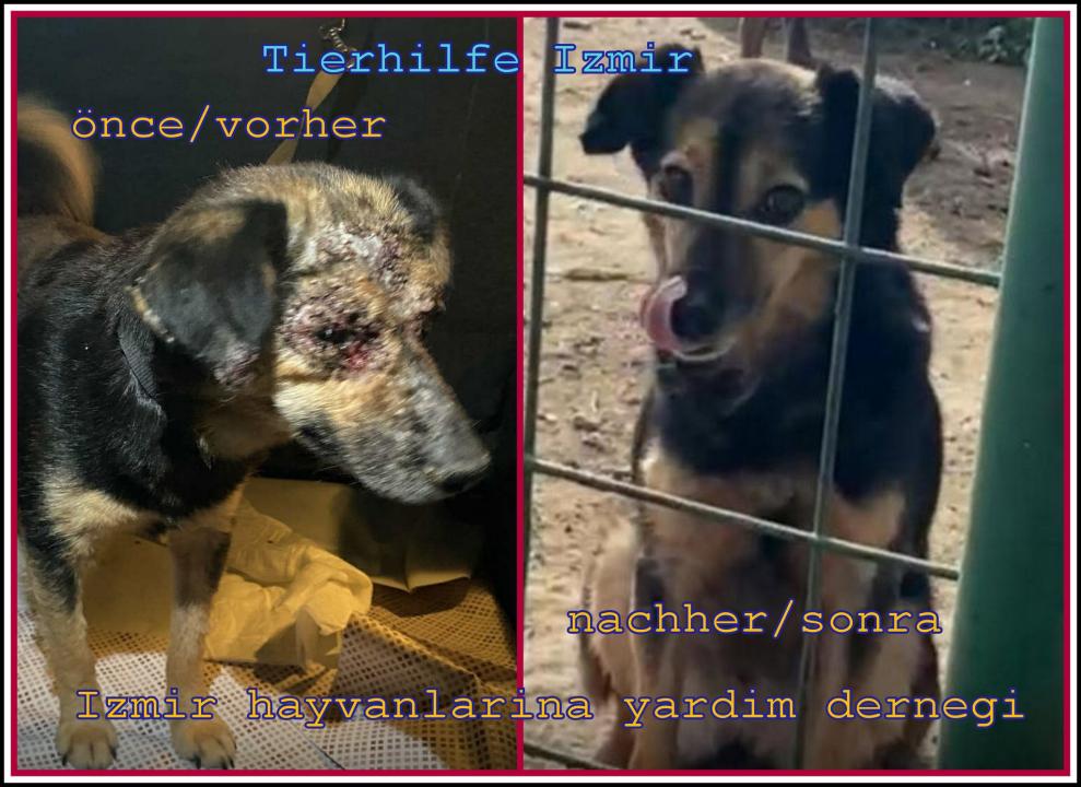  Trödelpavillion für Esel & Hunde in Not ! Gesamter Erlös wird gespendet ! JEDER € hilft zu helfen ! - Foto 3
