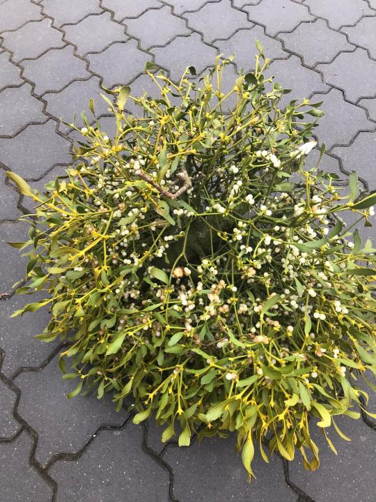  Flohmarkt to go f.Garten, Terrasse, Balkon im Winter, Deko und mehr, 94137 Bayerbach, Au 23, draußen - Foto 1