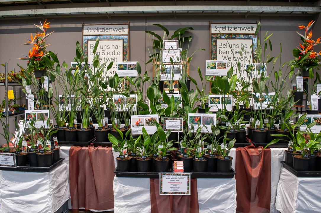  myBotanika Markt für alle Pflanzenfreunde - Foto 3