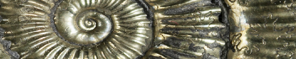 Mineralien- und Fossilienb&ouml;rse